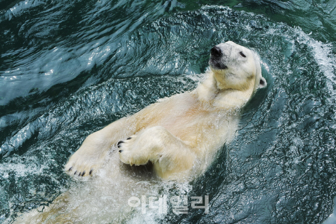 국내 유일 북극곰 '통키', 올해 11월 영국 이전