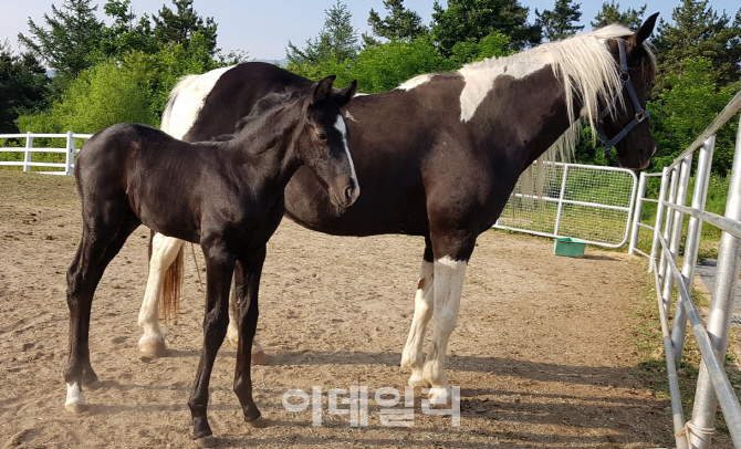 수정란 이식 성공, 스타 말 2세 탄생에 들뜬 승마계