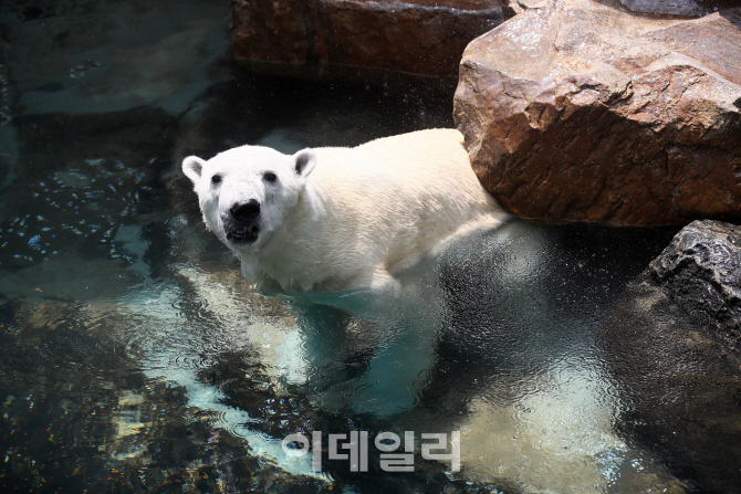 [포토]'나 북극곰 통키야'