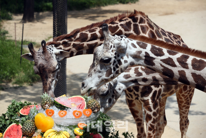 [포토]'맛있게 냠냠'