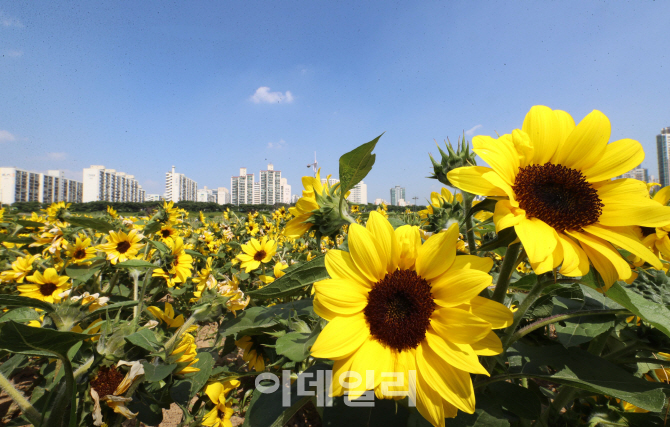 [포토]'해바라기는 광합성중'