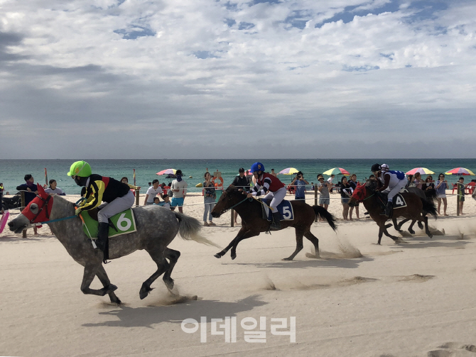 제주마 해변경주 '성황'.. 제주도 토종말 우수성 알리기