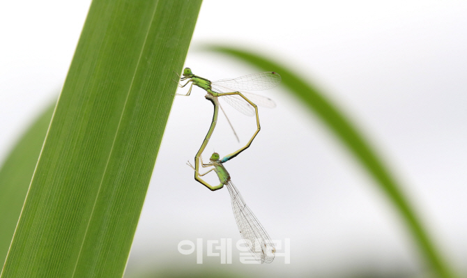 [포토]'짝짓기하는 실잠자리'