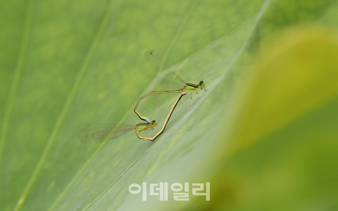 [포토]'연잎에서 사랑을'