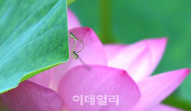 [포토]'실잠자리의 연잎사랑'