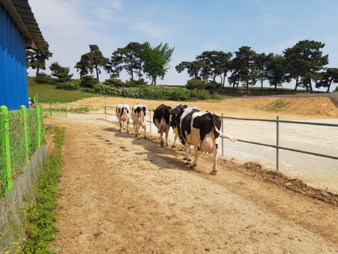 매일 산책한 젖소, 우유 숙면유도 효과 커진다