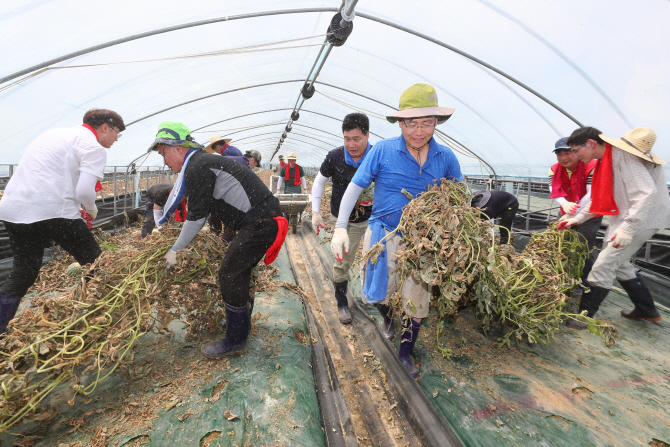 농식품부 직원 충남 호우 피해지역서 일손돕기
