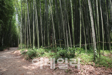 산림청, 국가산림문화자산 5곳 신규 지정