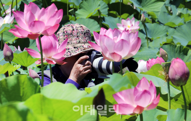 [포토]'연꽃 사진가'