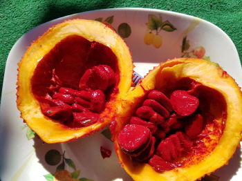 전남 애플망고·제주 그물코돌산호…한반도 40년 뒤엔 아열대 국가