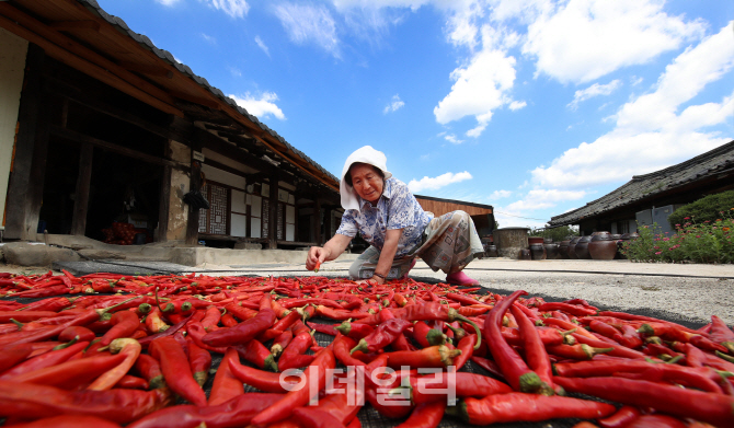 [포토]입추(立秋), '고추 말리기'