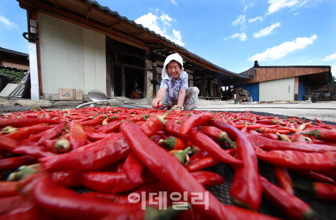 [포토]가을이 성큼, '고추 말리기'