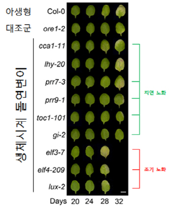 식물 낮·밤 인지 일주기 시계, 잎 노화 조절한다