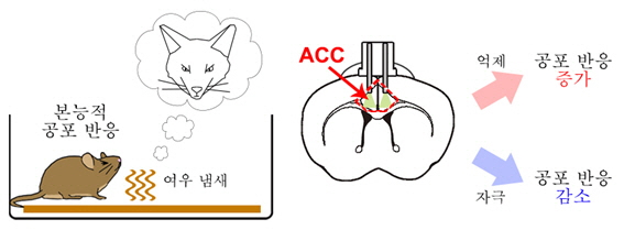 공황장애-트라우마 극복할 단서, 국내 연구진이 찾았다