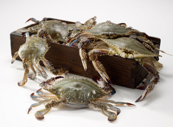 금어기 풀린 '꽃게'…대형마트 '990원' 경쟁