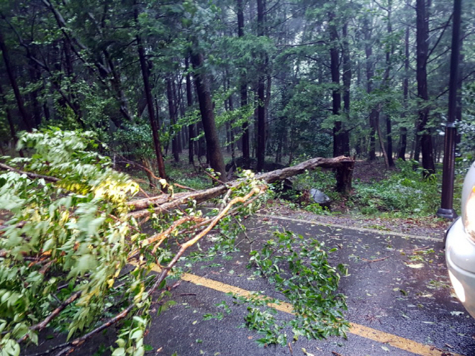 [포토] 가로수 뽑히고, 부러지고