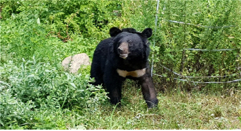교통사고 극복 지리산 반달가슴곰, 무사히 자연의 품으로