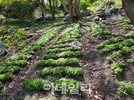 산나물·버섯 등 단기소득 임산물 생산액, 3조 돌파 눈앞