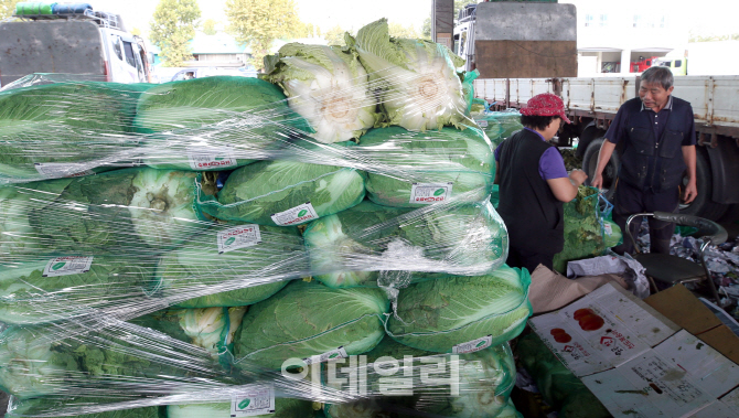[포토]폭염·태풍·폭우에 배추·무·시금치값 '껑충'…추석 장보기 벌써 겁난다