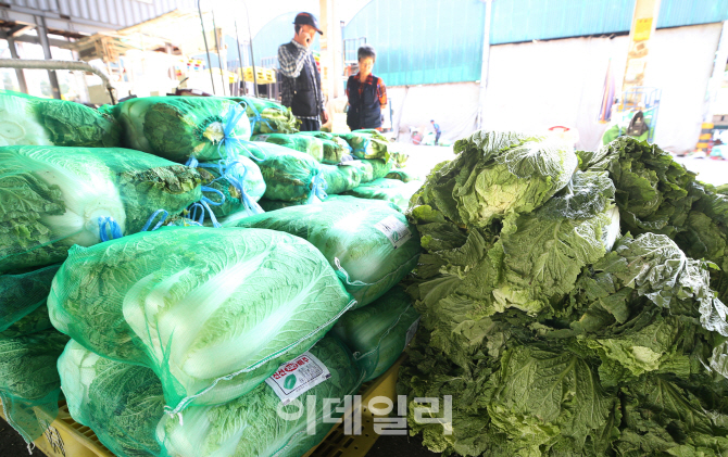 [포토]폭염·태풍·폭우에 배추·무값 '껑충'…추석 장보기 벌써 겁난다