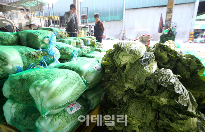 [포토]폭염·폭우에 배추·무 가격 급등
