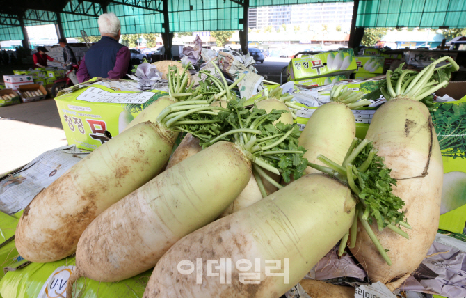 [포토]폭염 수그러들었지만…무·배추값은 ‘고공행진’