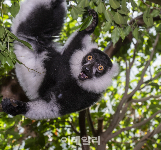 [포토] 유령보고 놀란 가슴, 원숭이 보고 더 놀란다