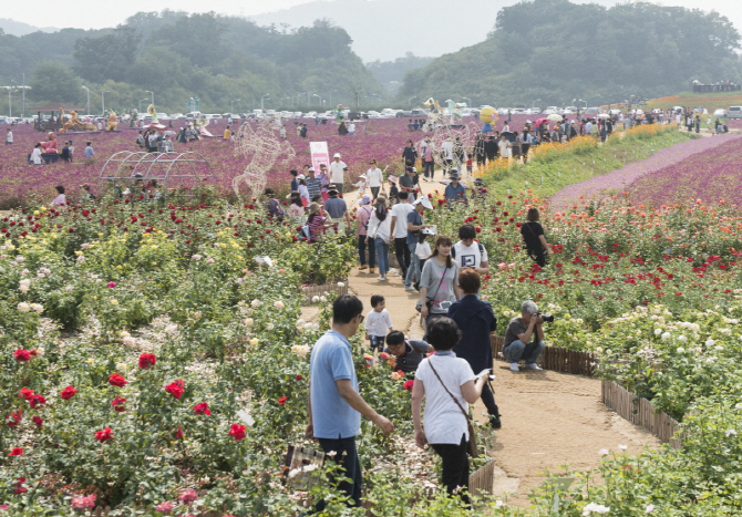 핑크뮬리 성지 양주 나리공원에서 15~16일 천일홍축제