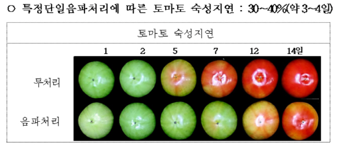 농진청, 음파 들은 토마토 신선도 연장되는 비결 밝혀내