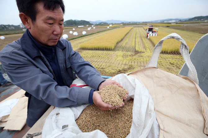 농식품부, 연말까지 쌀 35만t 매입 추진…친환경벼도 시범매입