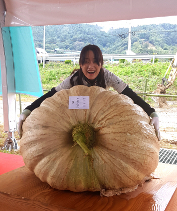 무게 265kg 둘레 273cm 역대 최고로 큰 호박 나왔다