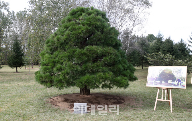 [포토]노무현 전 대통령이 심은 10·4 남북공동선언 기념 소나무