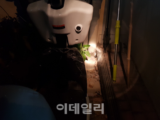 때 아닌 쥐떼 습격에 여의도 한강변 아파트 '몸살'