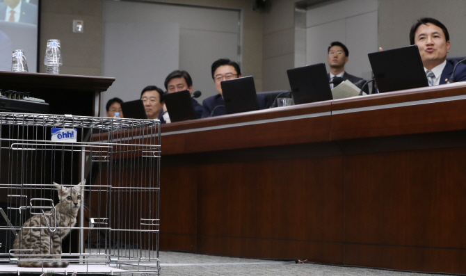 국감에 등장한 ‘벵갈고양이’..김진태 “퓨마대신 데려왔다”