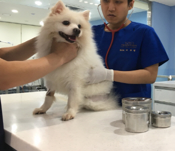 서울시, 16일부터 광견병 예방접종…5천원 부담