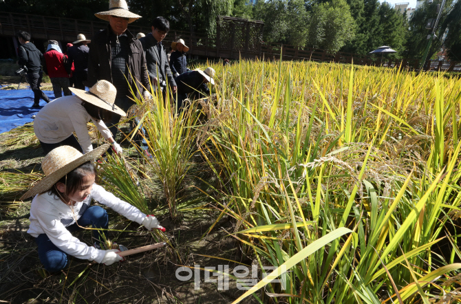 [포토]노랗게 익은 벼 수확해요!