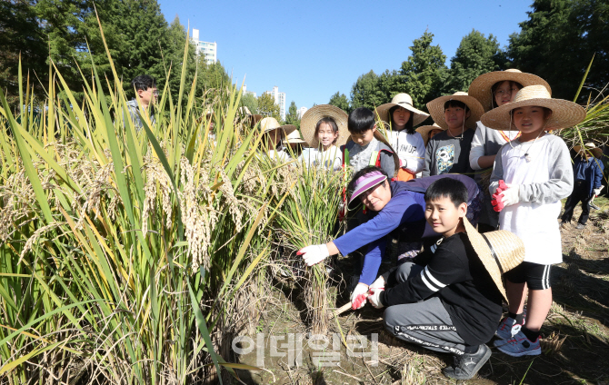 [포토]벼 수확해요!
