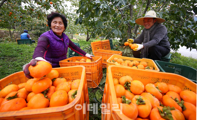 [포토] 임금님께 진상품 함양 곶감