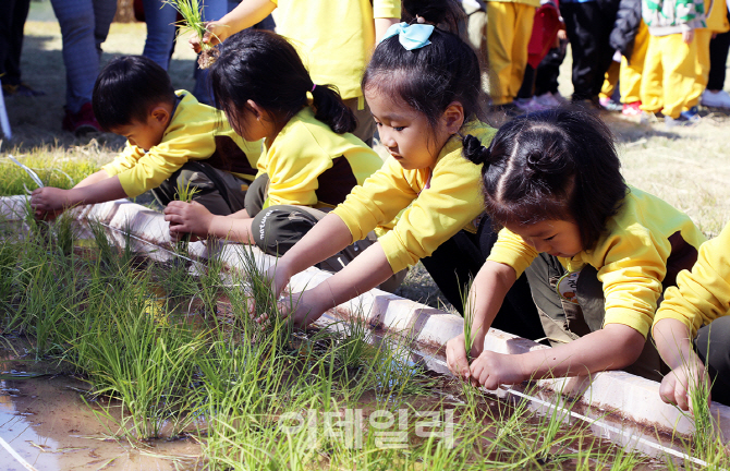 [포토]고사리 손으로 심는 모내기