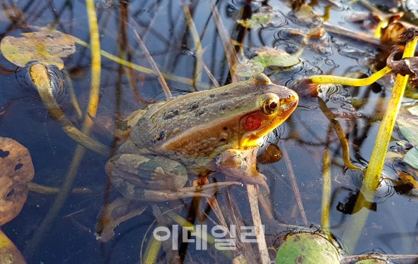 [포토] 국립생태원, 9년만에 금개구리 발견