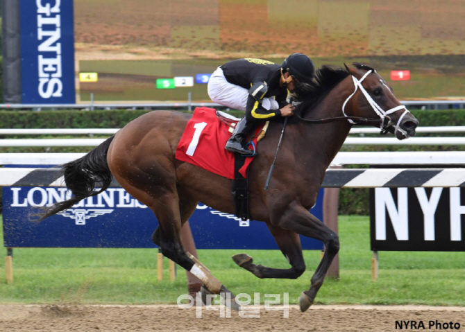 한국마사회 '미스터크로우' 부상, 브리더스컵 출전 취소