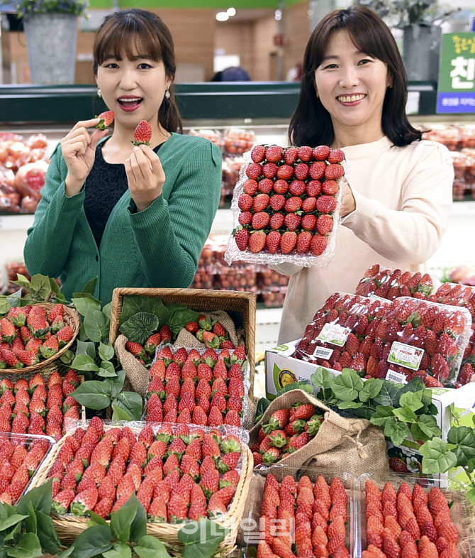 [포토] 농협유통, 햇딸기 출하