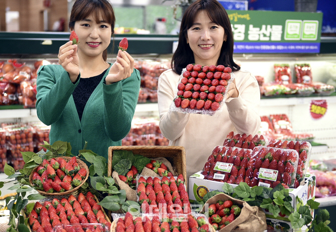 [포토] 산청 햇 딸기 10% 할인 판매