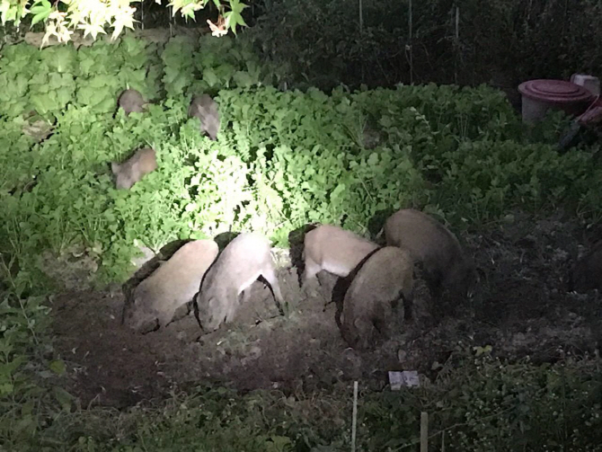 강동구 둔촌동서 멧돼지 떼 출몰…3마리 사살·4마리 도주