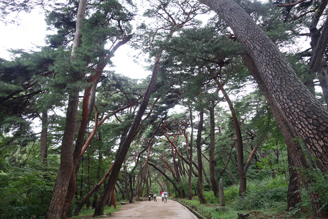 유한킴벌리, ‘아름다운 숲’ 대상에 ‘통도사 무풍한솔길’ 선정