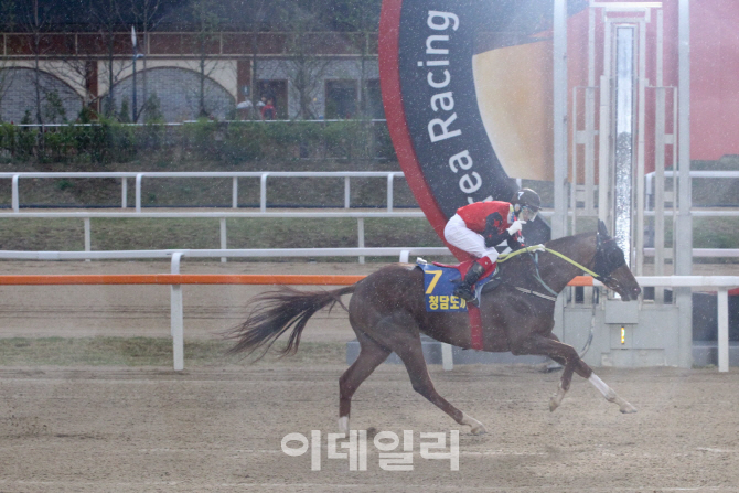 서울 vs 부경, 어디 경주마가 더 강할까