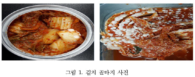 김치 표면에 생긴 흰색 막, 곰팡이 아닌 효모 '골마지'