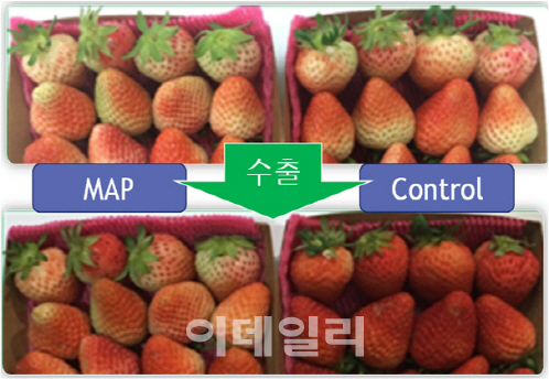 동남아서 '국산 딸기' 인기.. 농진청, 수출 최적화 기술 개발