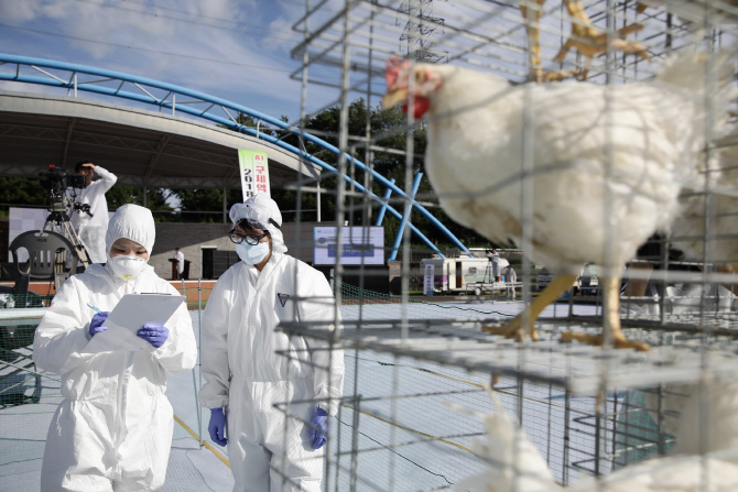 농식품부 “닭·오리 AI 감염 위험 고조…차단방역 강화”