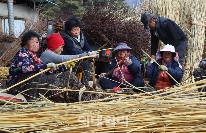 [포토]한지 재료로 쓰이는 닥나무 껍질 벗기기